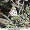 athamanthia japhetica male4